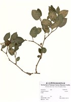 藏品(火炭母草)的圖片